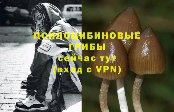 прущие грибы Горнозаводск