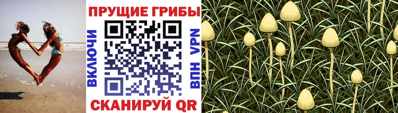 Псилоцибиновые грибы прущие грибы  Севастополь 